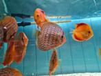 Blue Turqouise Discus, Symphysodon Discus, Dieren en Toebehoren, Vissen | Aquariumvissen, Vis, Zoetwatervis