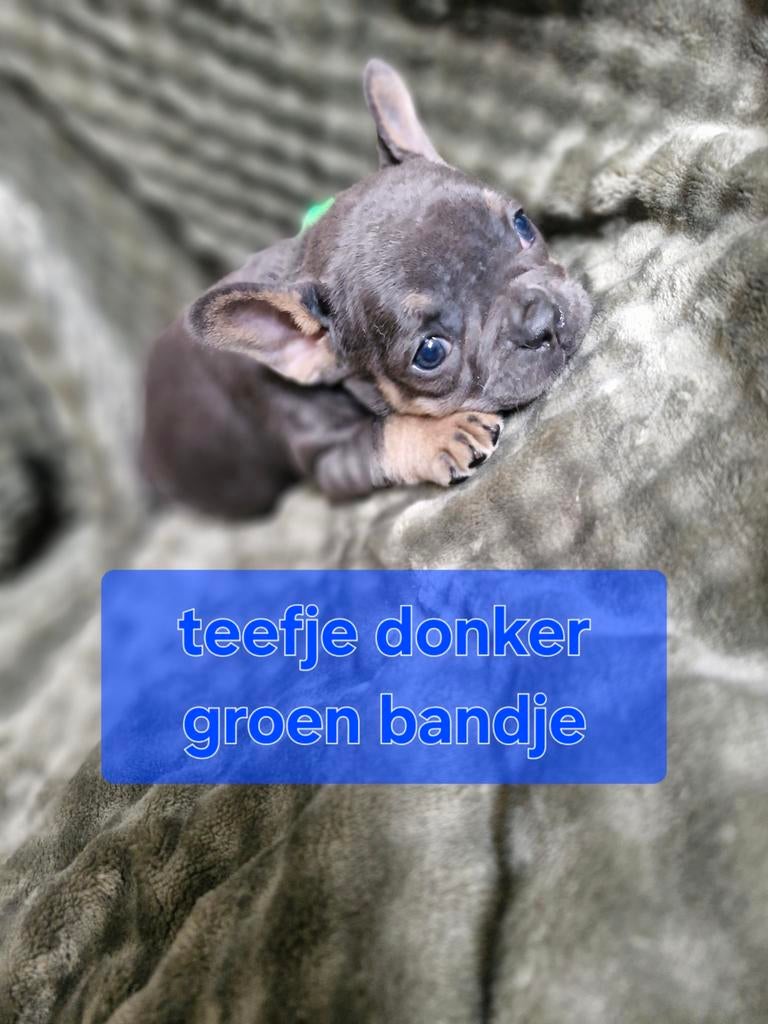 Franse bulldog pups, Dieren en Toebehoren, Parvo, 8 tot 15 weken, Bulldog, Meerdere