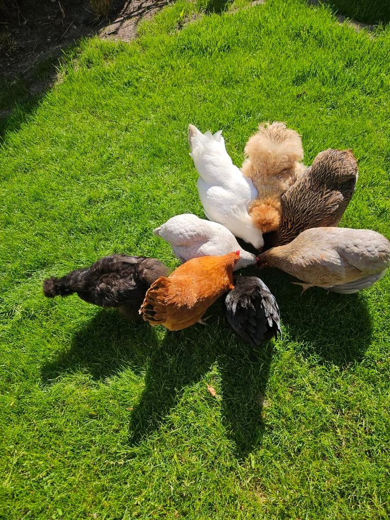 8 prachtige hennen, kleurleggers evt met hok, Dieren en Toebehoren, Pluimvee, Vrouwelijk, Kip