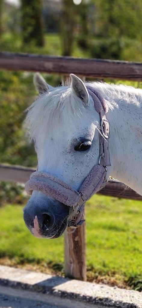 Droompony voor een lieve paardenfamilie, Dieren en Toebehoren, Pony's, Merrie, Met stamboom, Niet van toepassing, B pony (1.17m tot 1.27m)