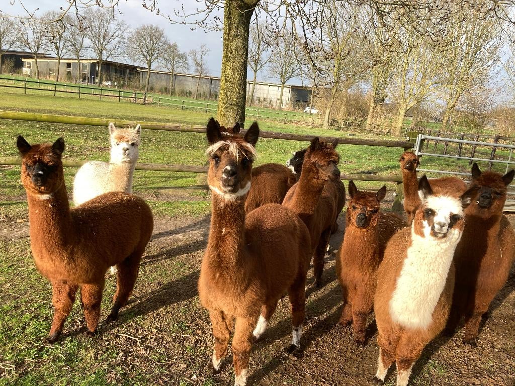 Enkele alpacamerries te koop, Dieren en Toebehoren, Mei, Meerdere dieren