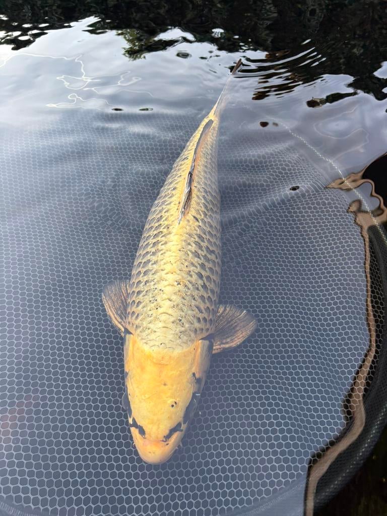 Koi 60-70 cm, Dieren en Toebehoren, Vissen | Vijvervissen, Karper of Koi