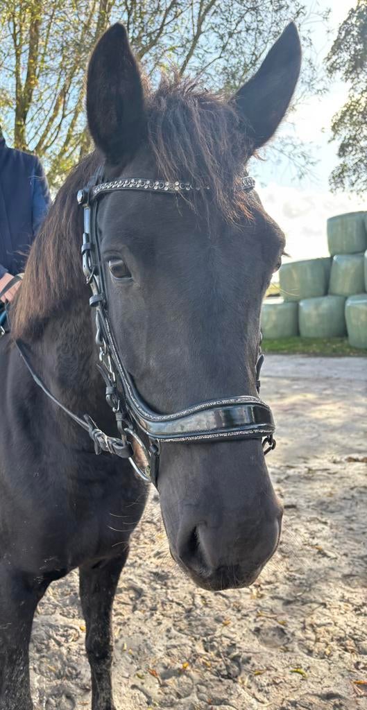 Presteq Faysport glitter hoofdstel maat cob, Dieren en Toebehoren, Ophalen of Verzenden, Zo goed als nieuw, Dressuur