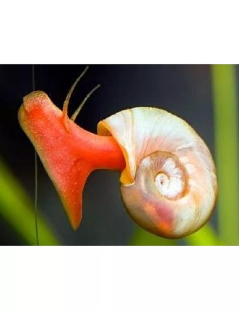 Posthoorn slakken gezocht., Dieren en Toebehoren