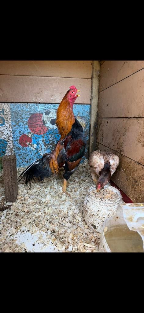 Shamo hint, Dieren en Toebehoren, Pluimvee, Mannelijk, Kip