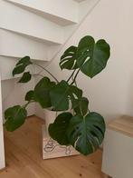 Grote Monstera Deliciosa - Kamerplant in pot, Huis en Inrichting, Kamerplanten, Ophalen, 100 tot 150 cm, Overige soorten, Halfschaduw