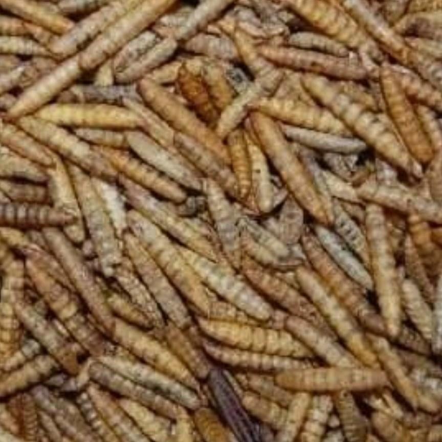 't Dijkje black soldier meelwormen 10kg, Ophalen of Verzenden, Vogel