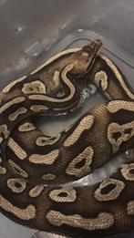 Pastel Mojave Pastave 2022 ruilen kan, Dieren en Toebehoren, Reptielen en Amfibieën, Slang, 0 tot 2 jaar