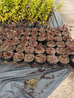 Pioen rozen grote 5 liter pot lopen volop uit nu 7,95, Vaste plant, Halfschaduw, Zomer, Ophalen