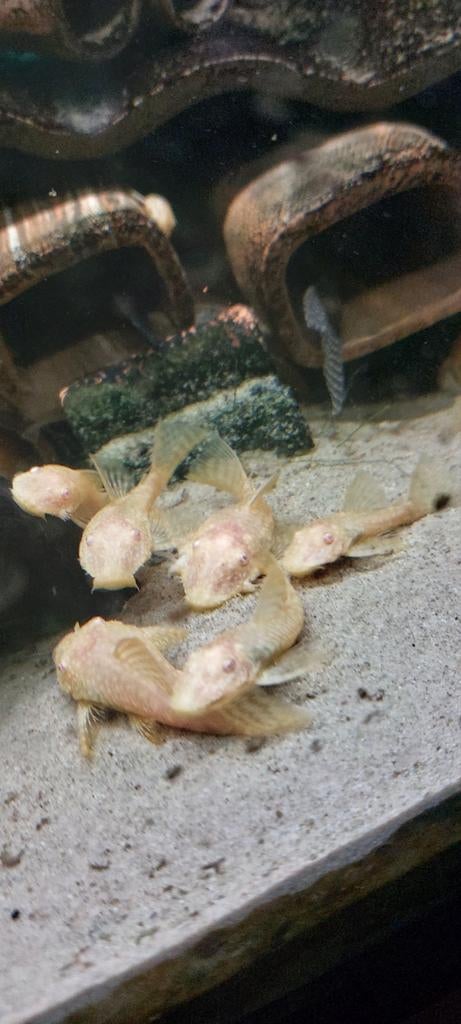 Albino algeneters, Dieren en Toebehoren, Vis