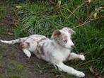 mooie border collie  pups mogen het nest verlaten, Parvo, 8 tot 15 weken, Meerdere, Meerdere dieren