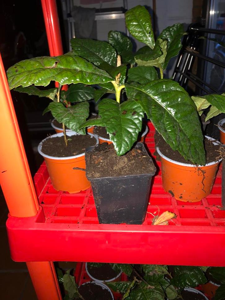 Eriobotrya japonica (Loquat) - Zelf gezaaid uit Italië, Tuin en Terras, Planten | Tuinplanten, Vaste plant, Fruitplanten, Volle zon