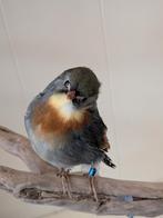 Japanse nachtegaal taxidermie, Ophalen of Verzenden, Opgezet dier