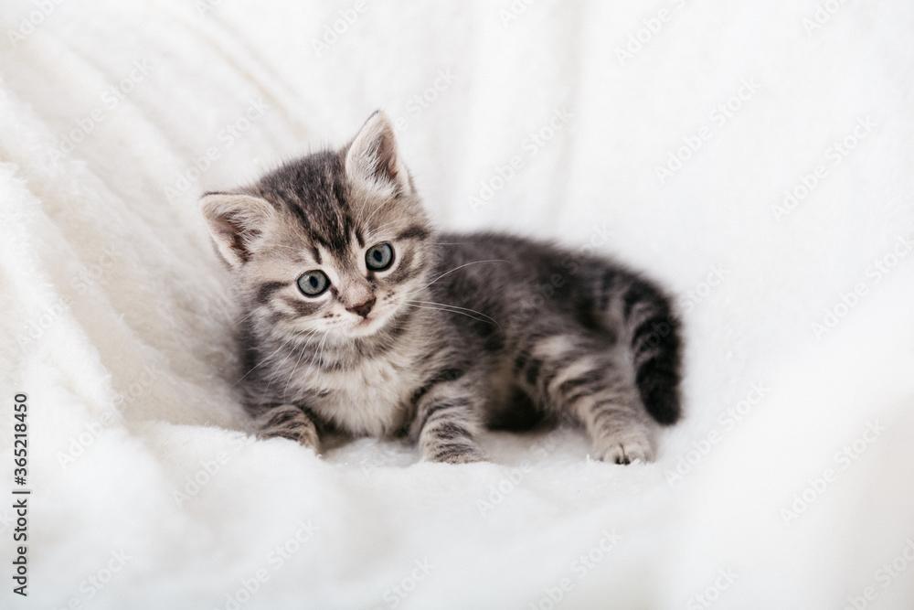 Kittens gezocht (2 katertjes), Dieren en Toebehoren, Katten en Kittens | Overige Katten, Kater