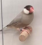 Rijstvogel pop pastel/mokka, Dieren en Toebehoren, Vrouwelijk, Tropenvogel, Geringd