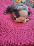 2 mooie franse bulldogs teefjes, Ophalen of Verzenden