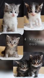 Unieke Maine coon Mix kittens (volg op instagram!), Meerdere dieren, Met stamboom