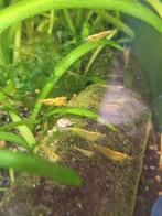 gele garnalen, Dieren en Toebehoren, Kreeft, Krab of Garnaal, Zoetwatervis