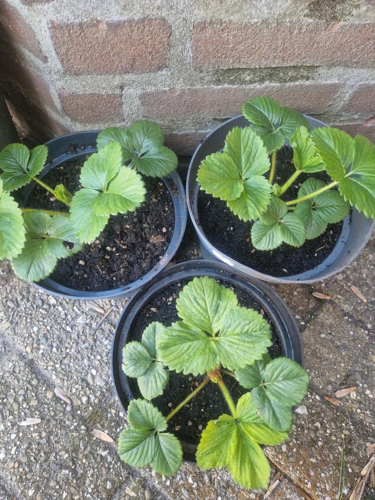 Biologische aardbeienplant (in 16/18cm pot), Tuin en Terras, Planten | Fruitbomen, Minder dan 100 cm, Overige soorten, Volle zon