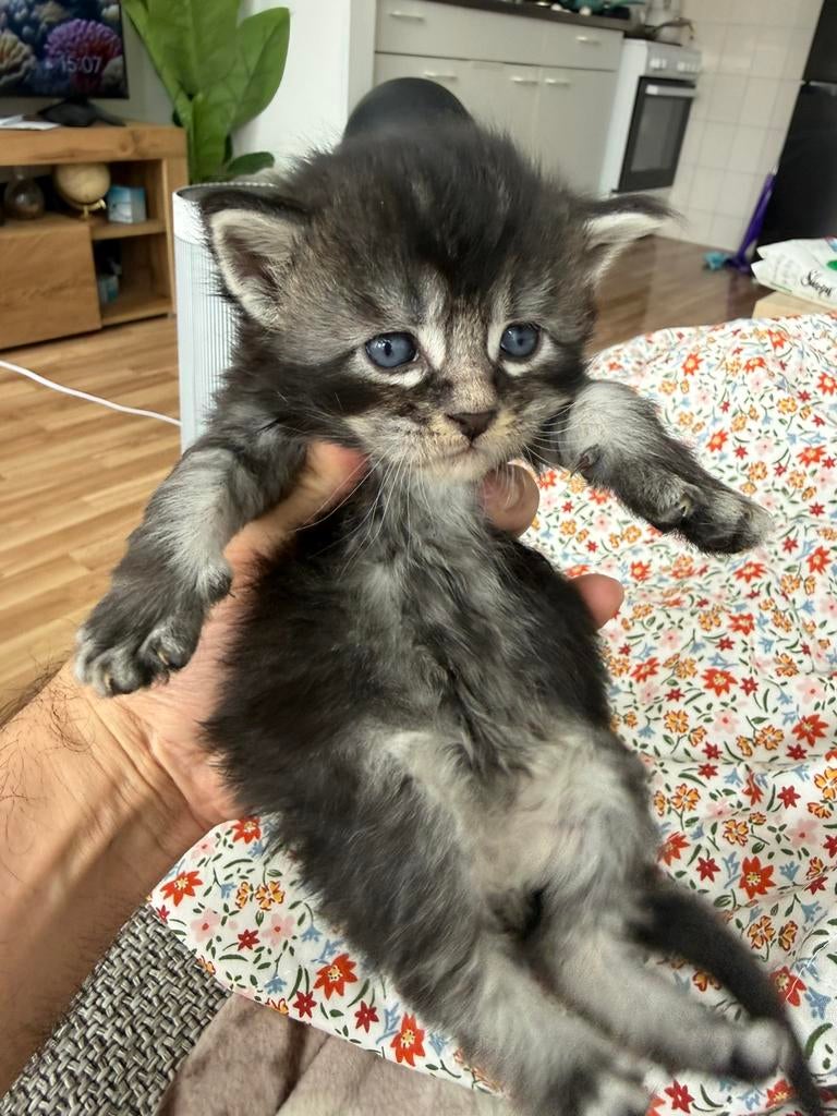 Maine Coon XXL Russische Bloedlijnen – Met Garantie Katerje, Meerdere dieren