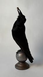 Opgezette kraai met meikever, Ophalen, Nieuw, Insect, Opgezet dier