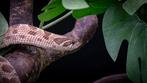 Haakneus uit 2022 met snow gen, Dieren en Toebehoren, Reptielen en Amfibieën, Slang, 3 tot 6 jaar