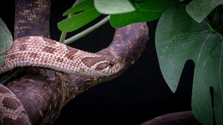 Haakneus uit 2022 met snow gen Milk Snake - female for sale from Chantal