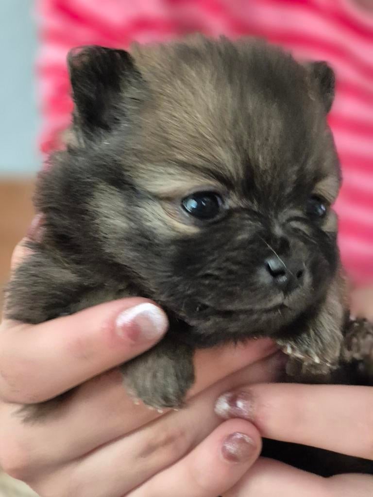 Dwergkees pups( pomeranian), Dieren en Toebehoren, Honden | Poolhonden, Keeshonden en Oertypen, Parvo, Keeshond, 8 tot 15 weken