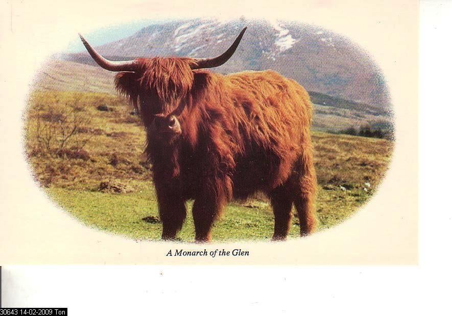 Ansichtkaart	Rund	Monarch of the Glen, Verzenden, 1960 tot 1980, Ongelopen, Overige soorten