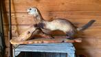 Opgezette dieren taxidermy mancave, Ophalen of Verzenden, Zo goed als nieuw, Wild dier, Opgezet dier
