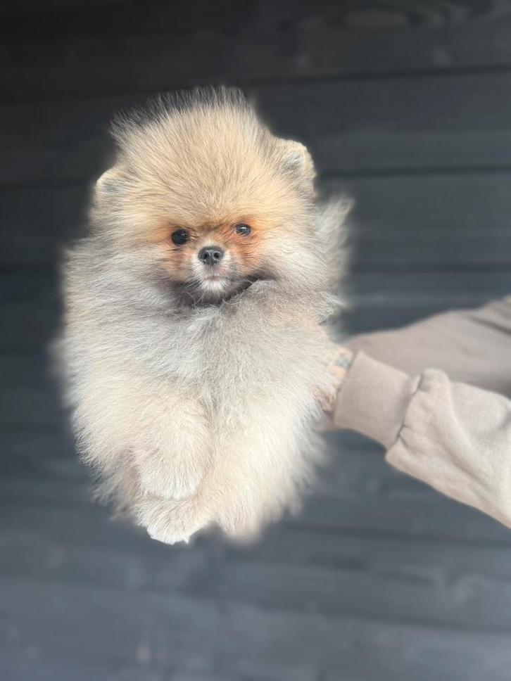 FCI STAMBOOM Bear face type | Cream sable, Dieren en Toebehoren, Honden | Poolhonden, Keeshonden en Oertypen, Reu, Keeshond, Fokker | Hobbymatig