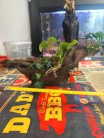 Kienhout met Anubias., Ophalen of Verzenden, Plant(en), Steen of Hout