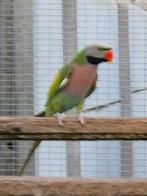 Rozeborstbaardparkiet, Mannelijk, Parkiet, Geringd