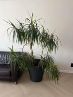 Grote Dracaena kamerplant inclusief pot, Ophalen, Overige soorten, Halfschaduw, In pot