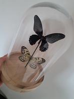 Stolp met vlinders, Verzamelen, Ophalen of Verzenden, Nieuw, Insect, Opgezet dier
