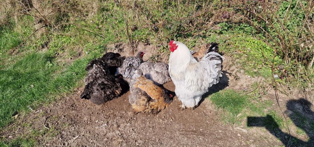 Aangeboden broedeieren Brahma kippen, Dieren en Toebehoren, Pluimvee, Meerdere dieren, Kip