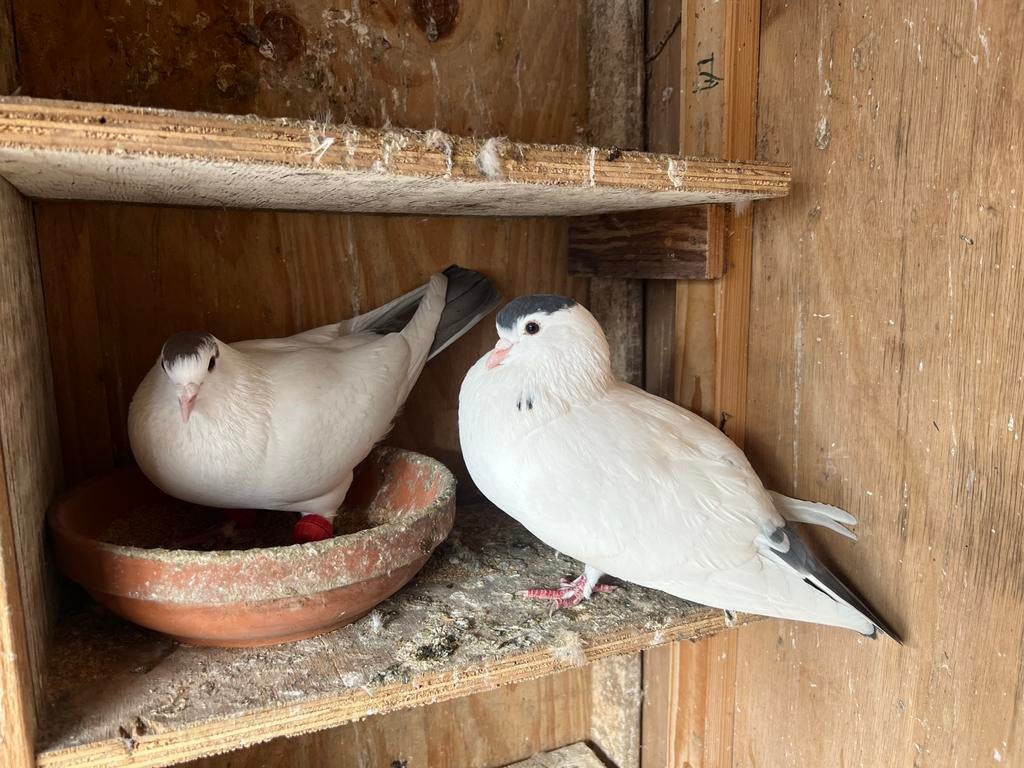 Duiven, Meerdere dieren, Postduif