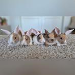 Prachtige hangoor konijntjes, Dieren en Toebehoren, Konijnen, Meerdere dieren, Dwerg