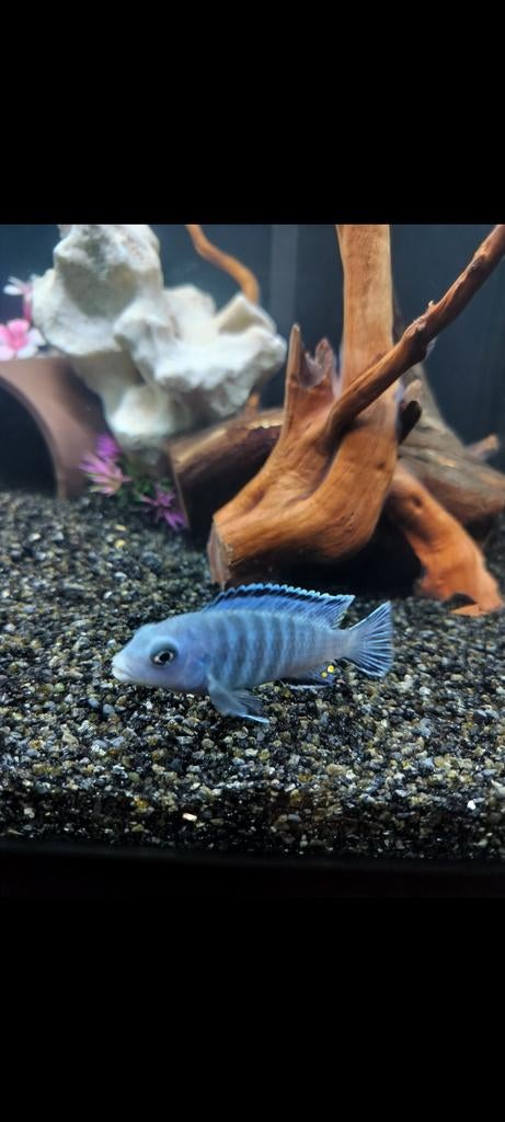 Malawi cichliden mbuna Pseudotropheus socolofi, Vis