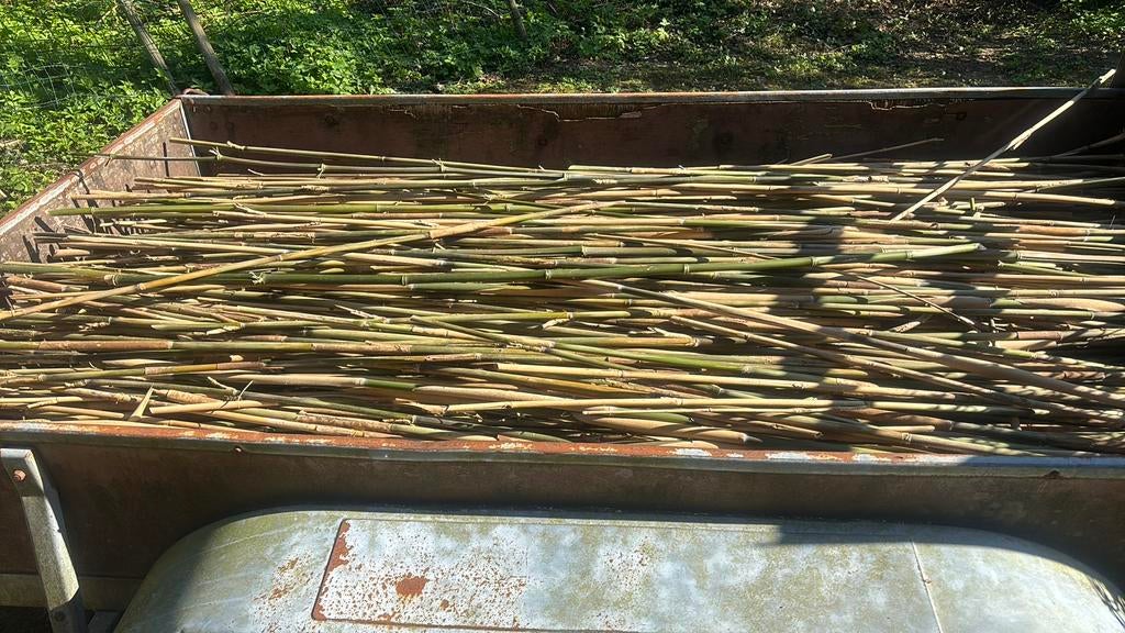 Bamboestokken, Tuin en Terras, Ophalen, Zo goed als nieuw, 180 tot 250 cm, Palen