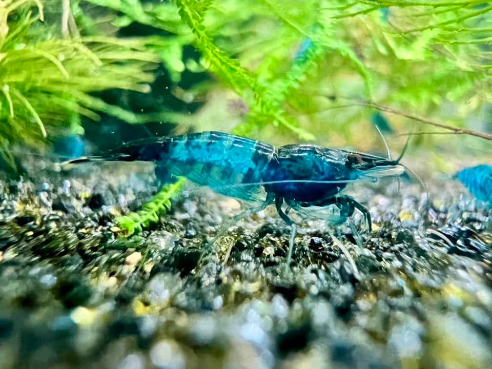 Blauwe en rode garnalen, Kreeft, Krab of Garnaal, Zoetwatervis