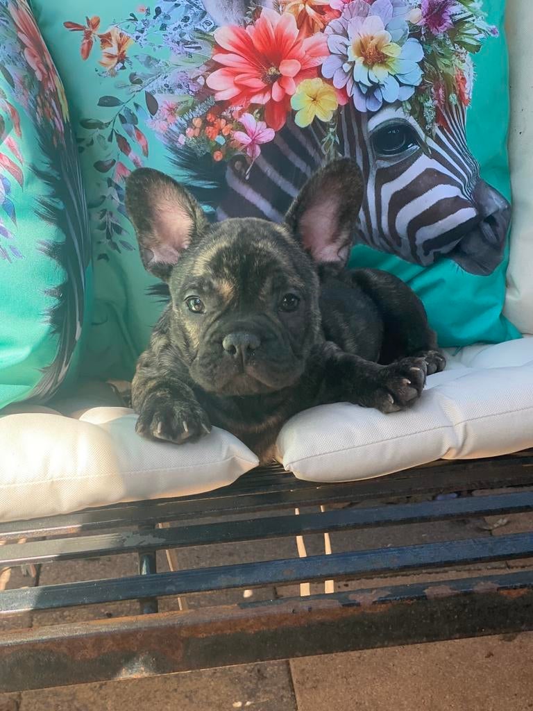 Franse Bulldog pups – ouders met stamboom 🐶❤️🐾, 8 tot 15 weken, Parvo, Bulldog, Meerdere