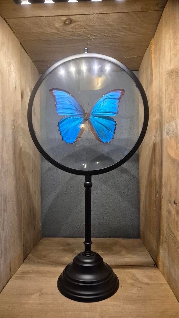 Prachtige Morpho Didius vlinder in stolp, Ophalen of Verzenden