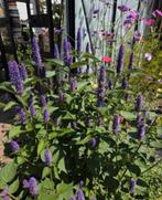 Dropplant zaadjes, blue spike, agastache, Ophalen of Verzenden, Volle zon