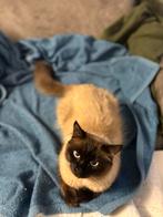 Dekkater Siamese x Ragdoll: Lieve & ervaren Tommy, 0 tot 2 jaar