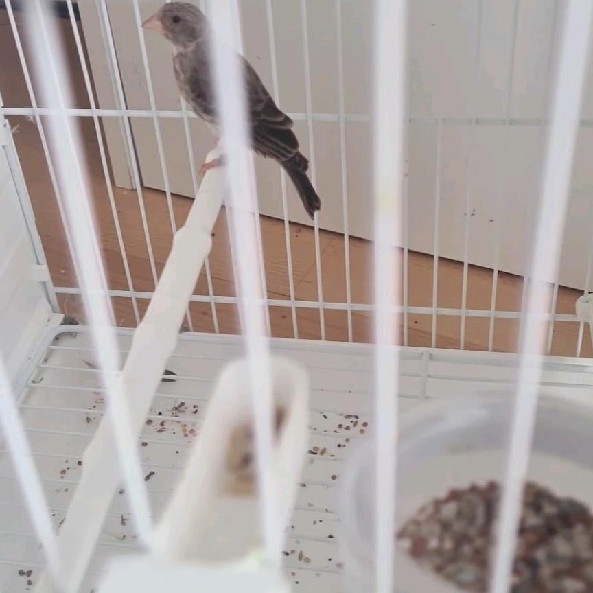 Edelzanger pop 2025 geringd, Dieren en Toebehoren, Vogels | Overige Vogels, Vrouwelijk, Tropenvogel, Geringd