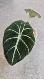 Alocasia Black Velvet, Ophalen of Verzenden, Halfschaduw, Minder dan 100 cm