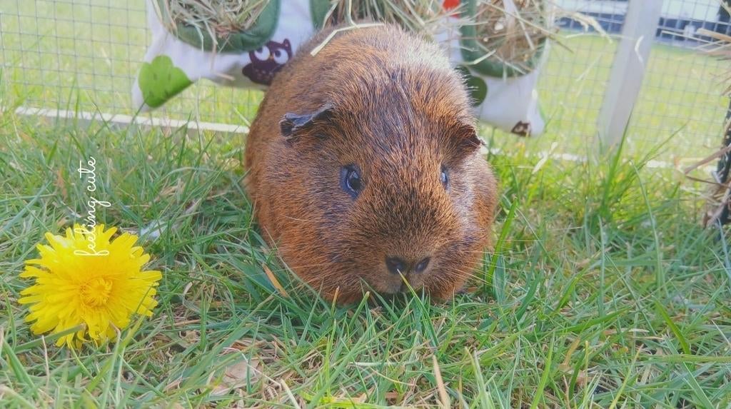 Cavia mannetje, Maart, Mannelijk, Cavia