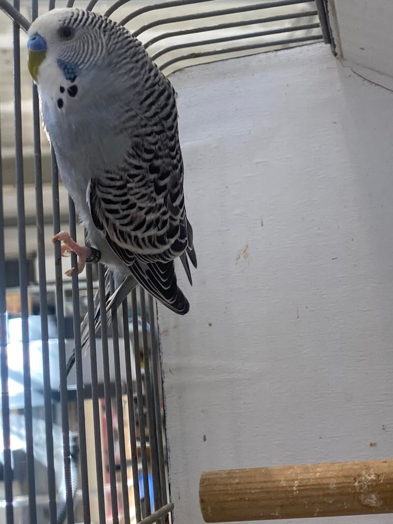 Grasparkiet, Dieren en Toebehoren, Vogels | Parkieten en Papegaaien, Parkiet, Mannelijk, Tam