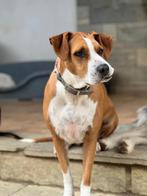 Faith – een kleine heldin met een groot hart, Dieren en Toebehoren, Particulier, Buitenland, Teef, Parvo